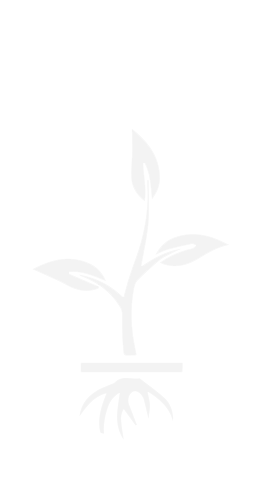 Image icon of a sapling